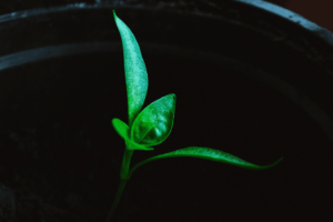 Was ist Content Seeding? – Definition und Tipps für Ihre Content Seeding Strategie